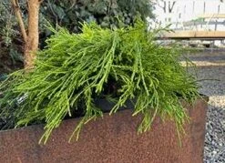 Gul Trådcypres (20-25 Cm)