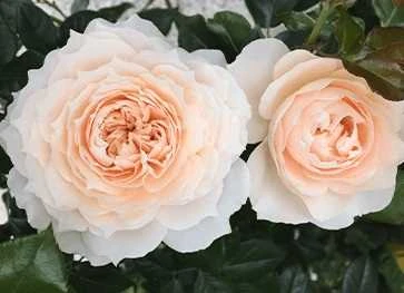 Rose - Fru Nørby™ - Syn. Royal Diva - Plant'n' Relax® 1 Rose - Fru Nørby™ - Syn. Royal Diva - Plant'n' Relax®