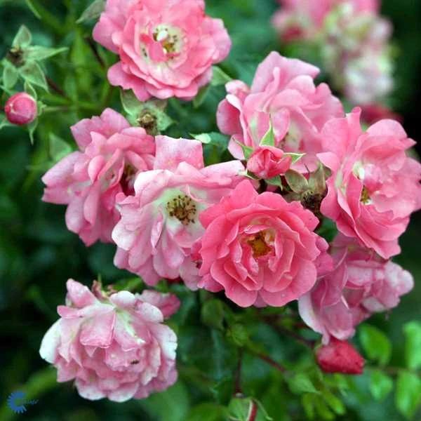 Rose - 'Heidetraum' ® 1 Rose - 'Heidetraum' ®