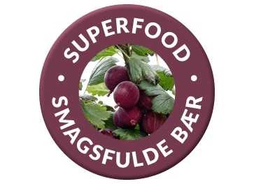 Stikkelsbær 'Hinnomaeki Rød' 1 Stikkelsbær 'Hinnomaeki Rød'