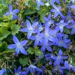 Stjerneklokke 'Stella'