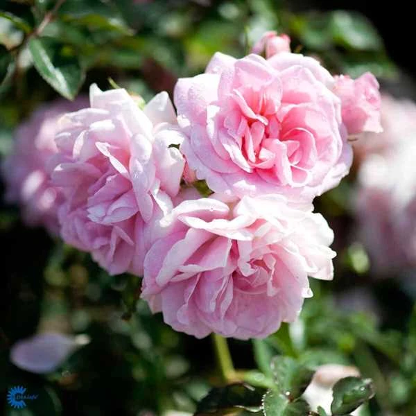 Slyngrose - 'Mamma Mia'™ 1 Slyngrose - 'Mamma Mia'™