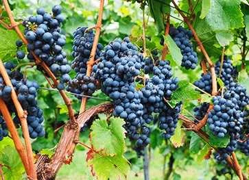 Vinplante - Vitis 'Schuyler' 1 Vinplante - Vitis 'Schuyler'