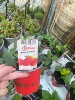 Jordbærplante Mount Everest