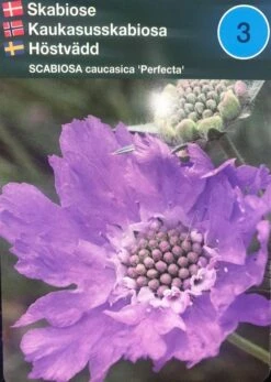 Skabiose 'Perfecta'