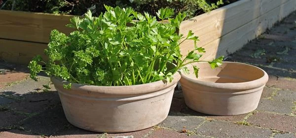 Herb Terracotta Krukke 1 Herb Terracotta Krukke