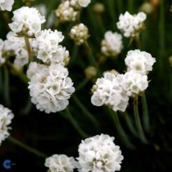 Engelsk Græs 'Arvi'