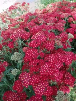 Røllike Mil. 'Paprika'