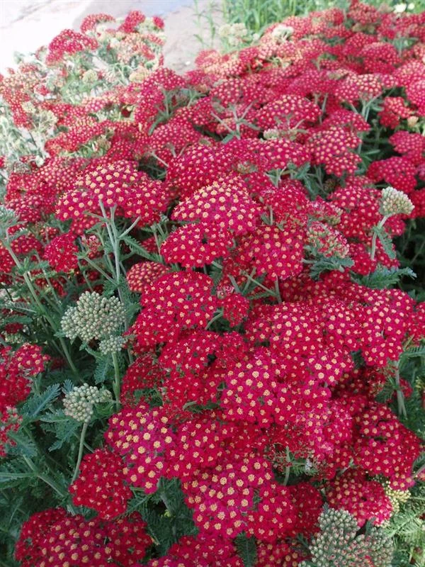 Røllike Mil. 'Paprika' 1 Røllike Mil. 'Paprika'