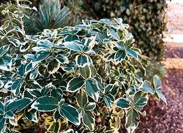 Benved På 60 Cm Stamme 1 Benved På 60 Cm Stamme