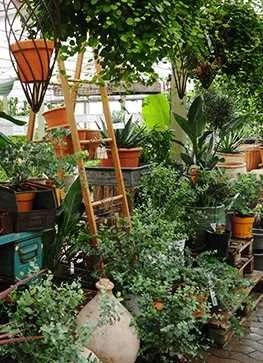 Eucalyptus 1 Eucalyptus