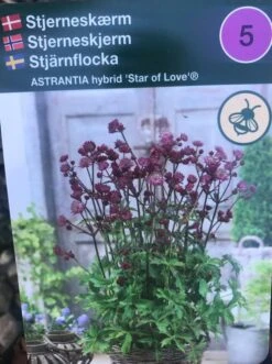 Stjerneskærm 'Star Of Love'®