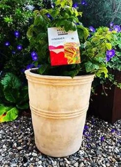 Hindbær 'Raspberry Shortcake' ®