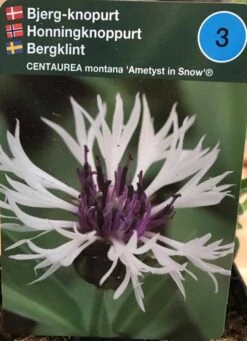 Bjerg-knopurt 'Amethyst In Snow'®