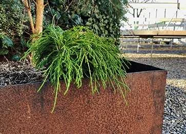 Grøn Dværg Trådcypres 'Filifera Nana' 1 Grøn Dværg Trådcypres 'Filifera Nana'