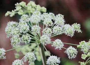 Kvan - Angelica Archangelica 1 Kvan - Angelica Archangelica