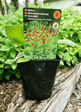 Blåhat 'Mars Midget' 1 Blåhat 'Mars Midget'