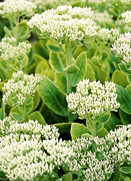 Hvid Sankthansurt 'Stardust' 1 Hvid Sankthansurt 'Stardust'