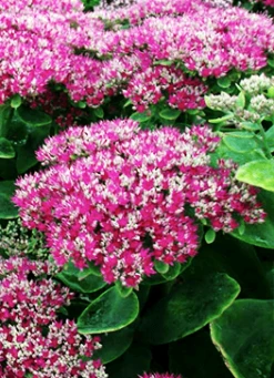 Kinesisk Sankthansurt 'Carmen'