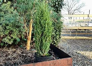 Søjleformet Enebær 'Compressa' 1 Søjleformet Enebær 'Compressa'