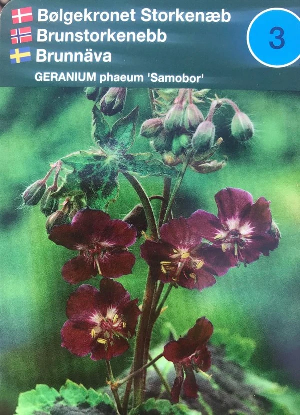 Bølgekronet Storkenæb 'Samobor' 1 Bølgekronet Storkenæb 'Samobor'