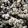 Slåen - Prunus Spinosa