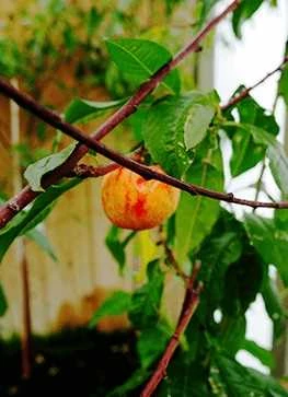 Nektarin 'Nectared' 1 Nektarin 'Nectared'