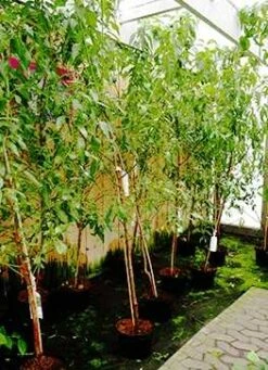 Prunus Amygdalus 'Ferskenmandel'