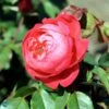'Benjamin Britten' Engelsk Rose