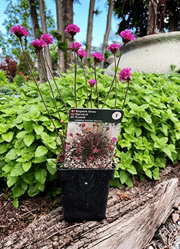 Engelsk Græs Armeria Maritima 'Vesuvius' 1 Engelsk Græs Armeria Maritima 'Vesuvius'