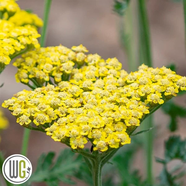 ACHILLEA 'SASSY SUMMER LEMON'®' 1 ACHILLEA 'SASSY SUMMER LEMON'®'