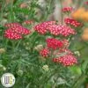 ACHILLEA 'SASSY SUMMER SANGRIA'®'