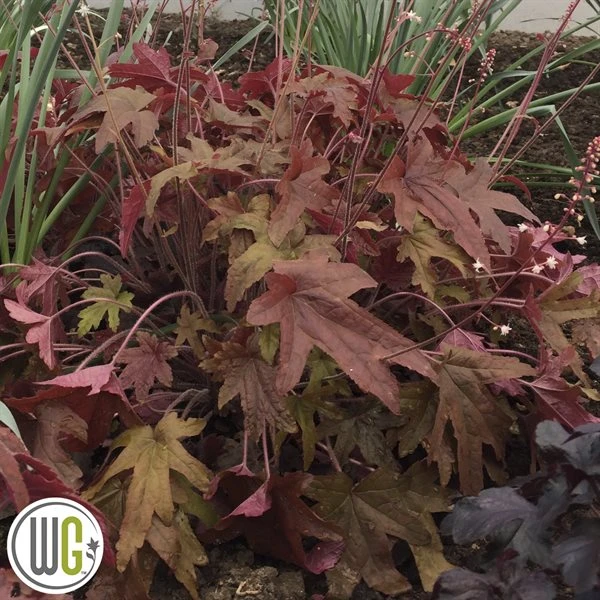 Alunrod 'RED ROVER'®' 1 Alunrod 'RED ROVER'®'