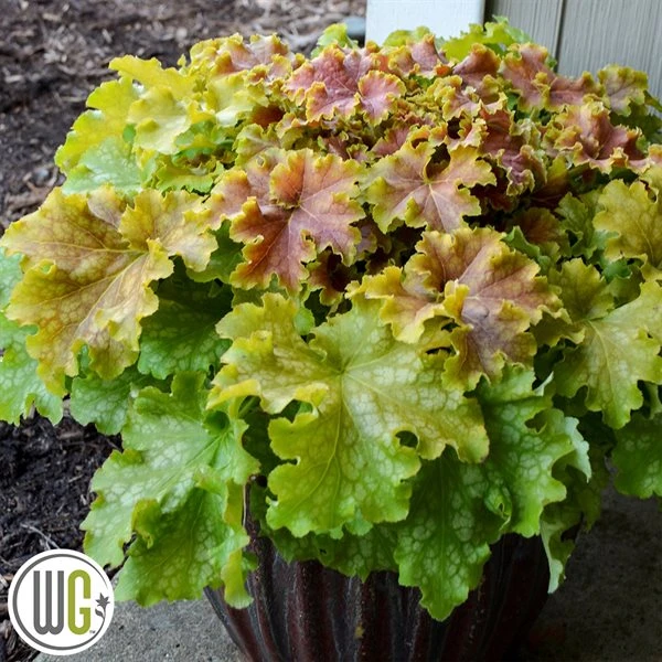 Alunrod 'APPLE TWIST'®' 1 Alunrod 'APPLE TWIST'®'