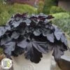 Alunrod 'BLACK PEARL'®'
