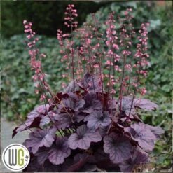 Alunrod 'GRAPE TIMELESS'®'