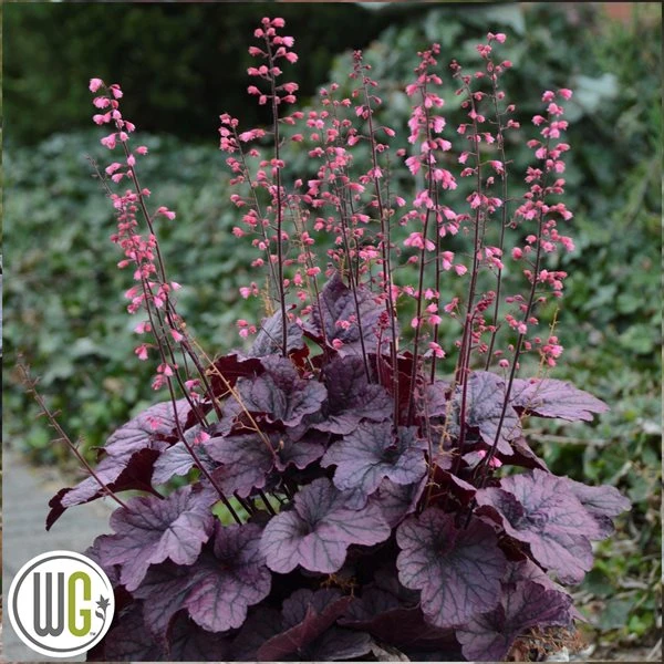 Alunrod 'GRAPE TIMELESS'®' 1 Alunrod 'GRAPE TIMELESS'®'