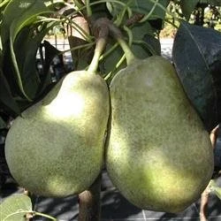 Pære Anna 1 Pære Anna