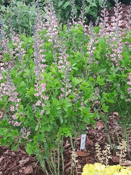 Farvebælg Pink Truffles® 1 Farvebælg Pink Truffles®