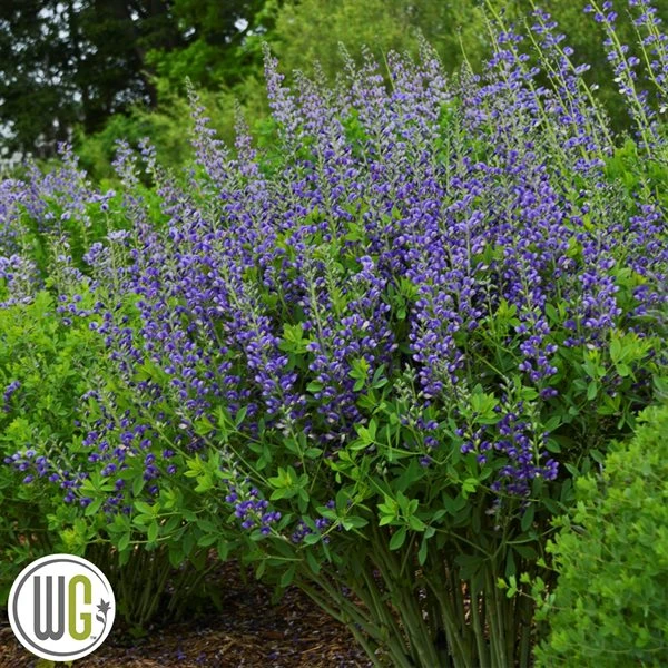 'BAPTISIA 'BLUEBERRY SUNDAE'®' 1 'BAPTISIA 'BLUEBERRY SUNDAE'®'