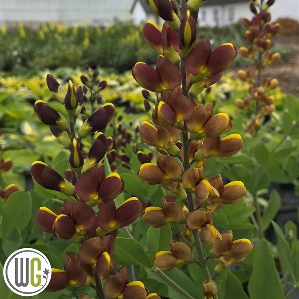 'BAPTISIA 'CHERRIES JUBILEE'®' 1 'BAPTISIA 'CHERRIES JUBILEE'®'