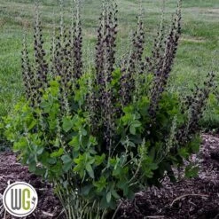 'BAPTISIA 'DARK CHOCOLATE'®'