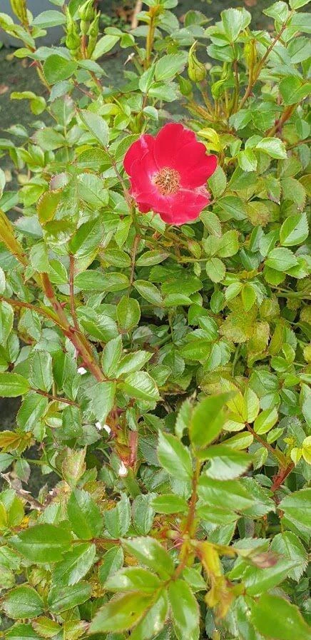 Rose Bassino 1 Rose Bassino