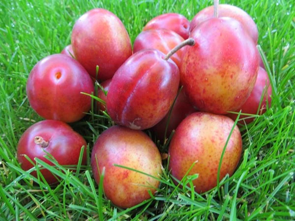 Blomme 'Victoria' 1 Blomme 'Victoria'