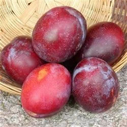 Blomme 'Jubileum' 1 Blomme 'Jubileum'