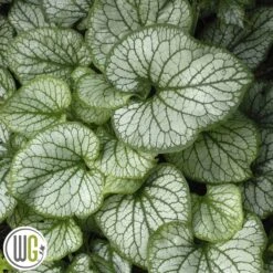 KÆRMINDESØSTER 'JACK OF DIAMONDS'®'