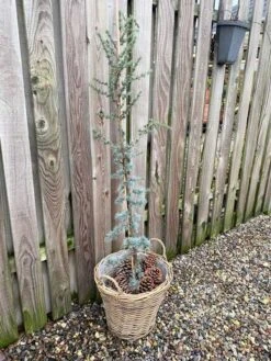 Cedertræ Libani Glauca