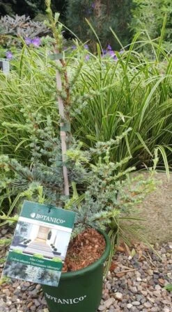 Cedertræ `Horstmanns Silberspitz`