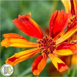 'COREOPSIS 'CRAZY CAYENNE'®'