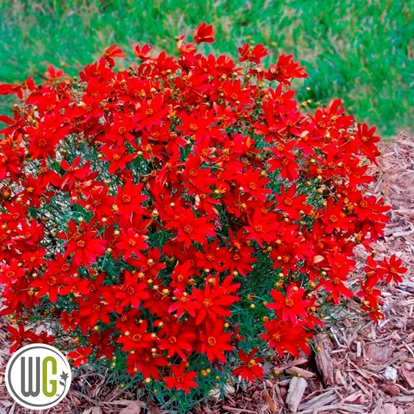 'COREOPSIS 'HOT PAPRIKA'®' 1 'COREOPSIS 'HOT PAPRIKA'®'